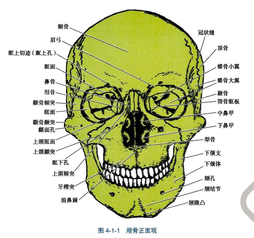 什么是颊骨