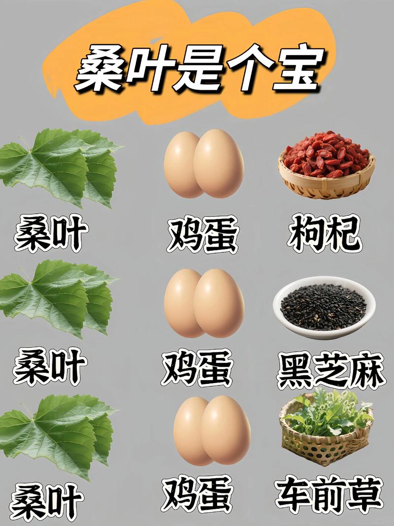 什么时候的桑叶减肥好