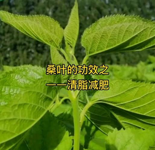 什么时候的桑叶减肥好