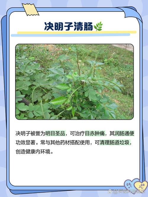 吃什么药减肥