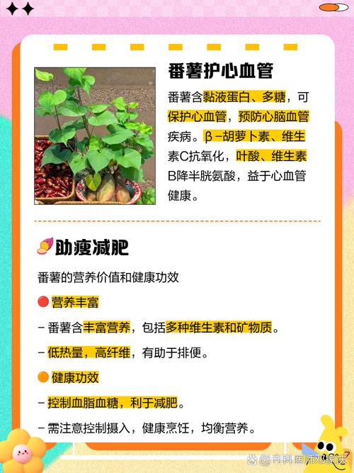 番薯什么时候吃才减肥