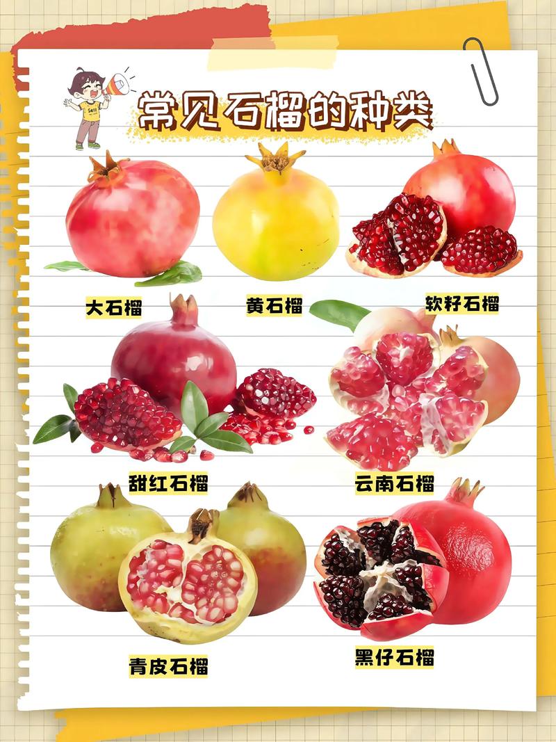 石榴什么季节吃最好