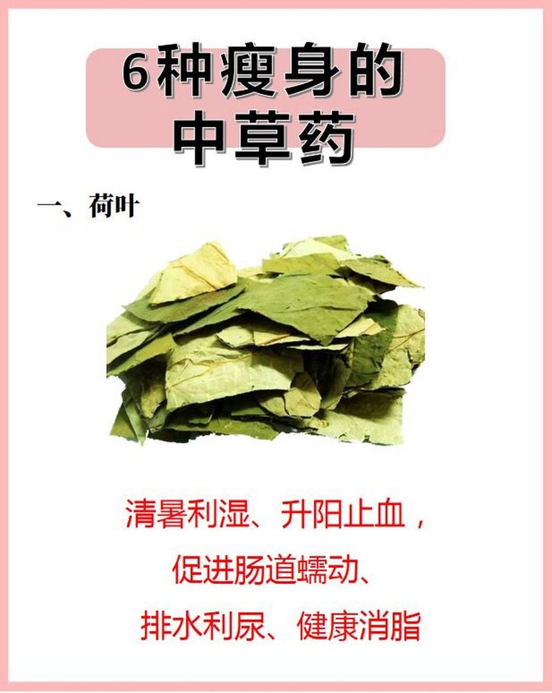 夏天喝什么中药可以减肥