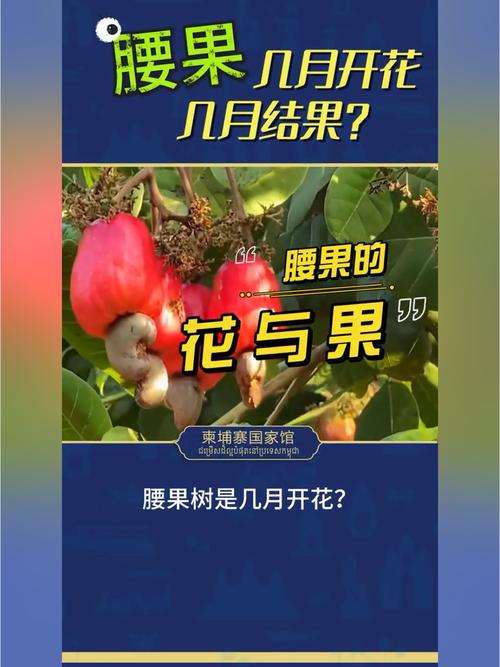 腰果什么时候成熟