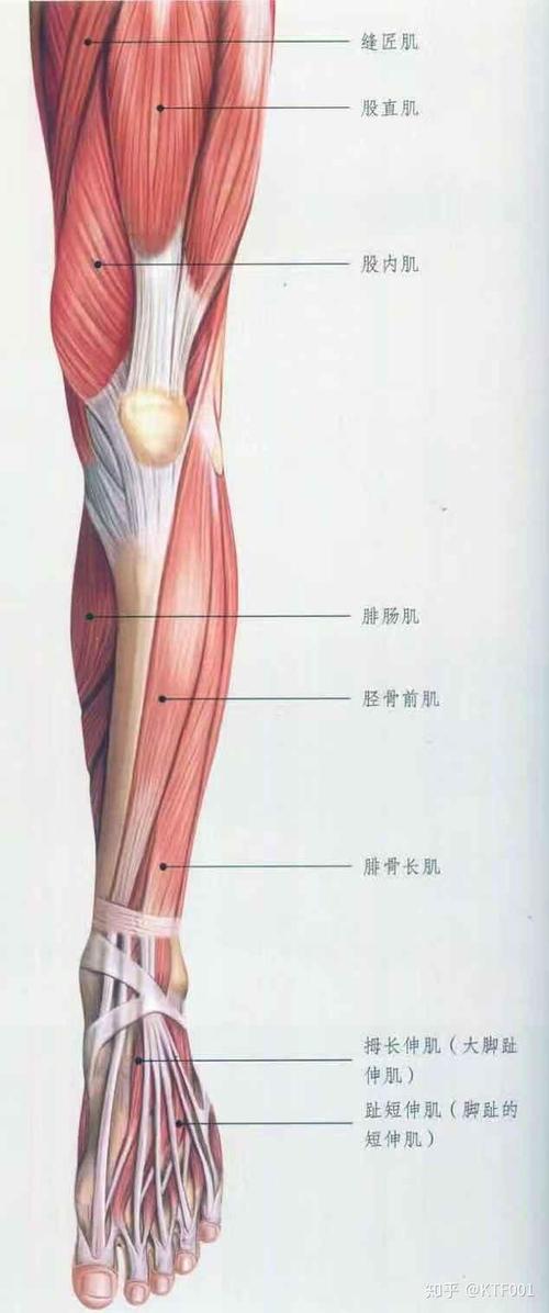 小腿外侧是什么肌肉