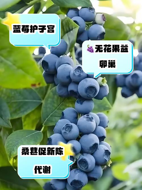 吃什么对子宫卵巢好