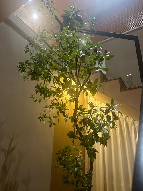 用什么泡澡能减肥吗
