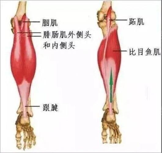 为什么跑步腿会变粗