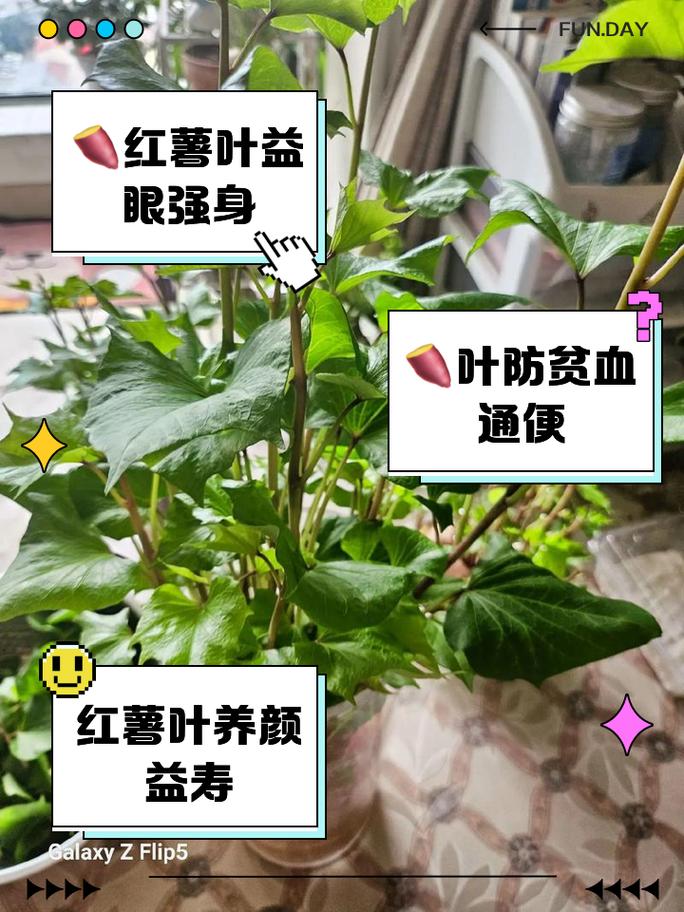 地瓜叶有什么作用