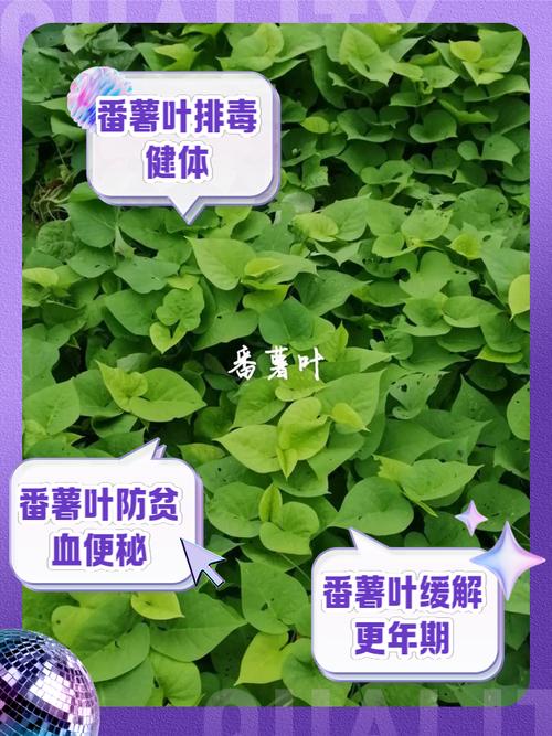 地瓜叶有什么作用