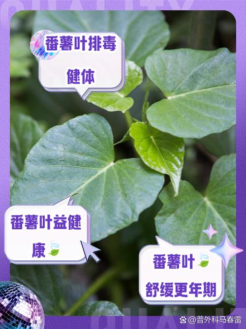 地瓜叶有什么作用