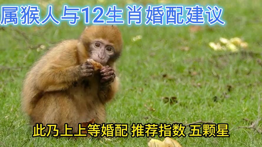 女猴和什么生肖最配