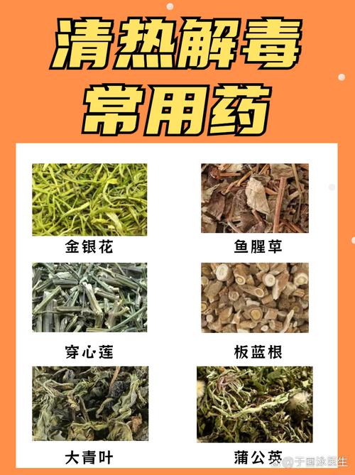 什么菊花好可以减肥茶