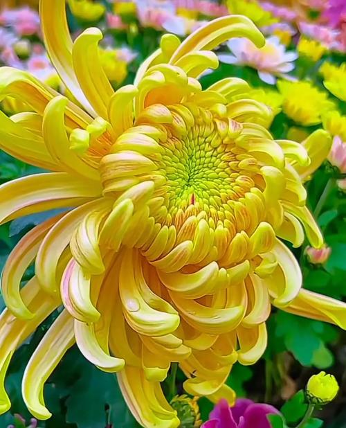 什么菊花好可以减肥