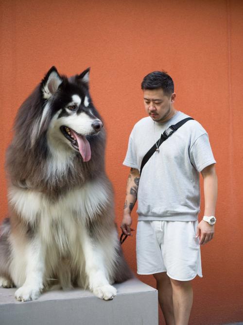 摩羯座适合养什么狗