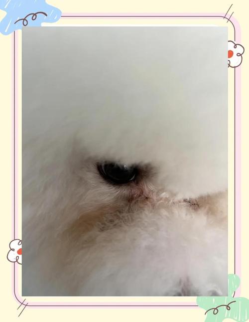 狗的泪痕是什么