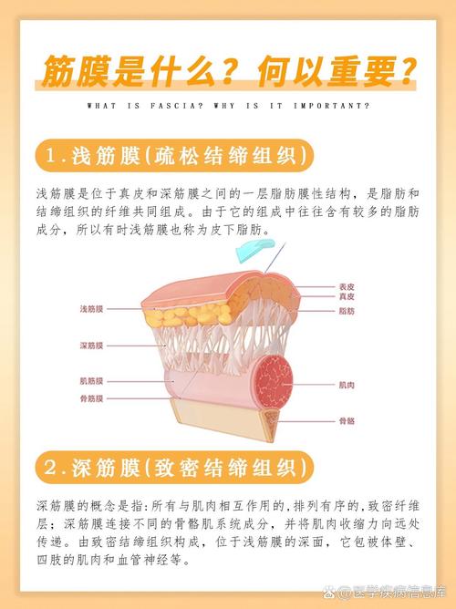 颈膜是什么