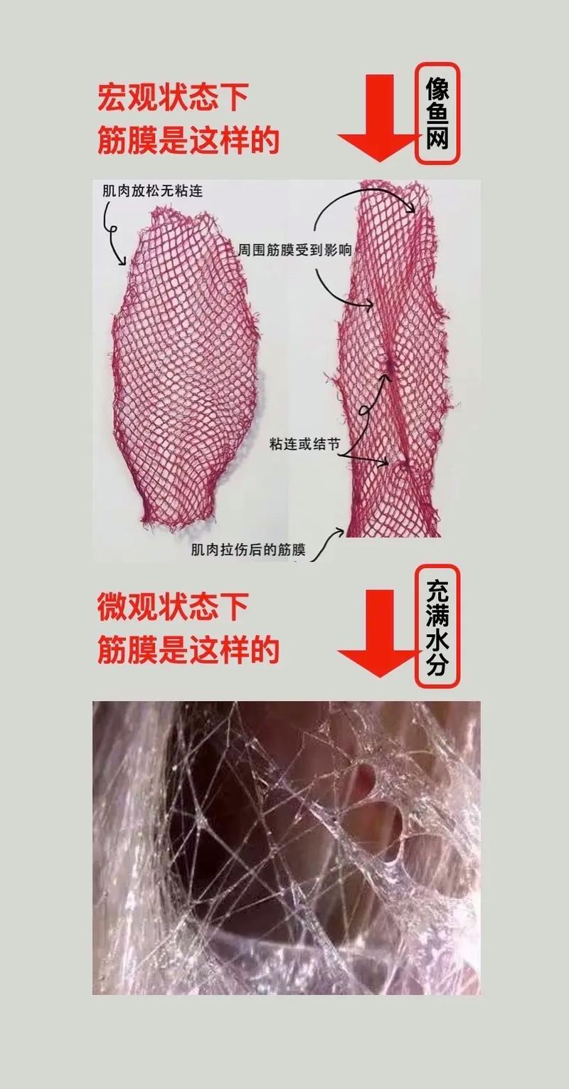 颈膜是什么