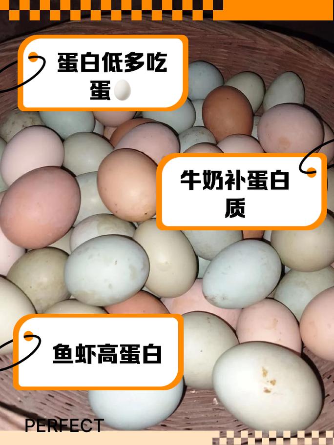 蛋白低吃什么补的快