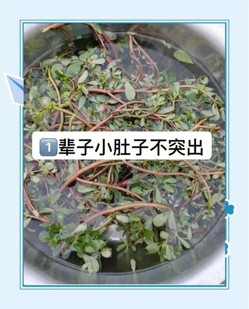 吃什么野菜汁可以减肥