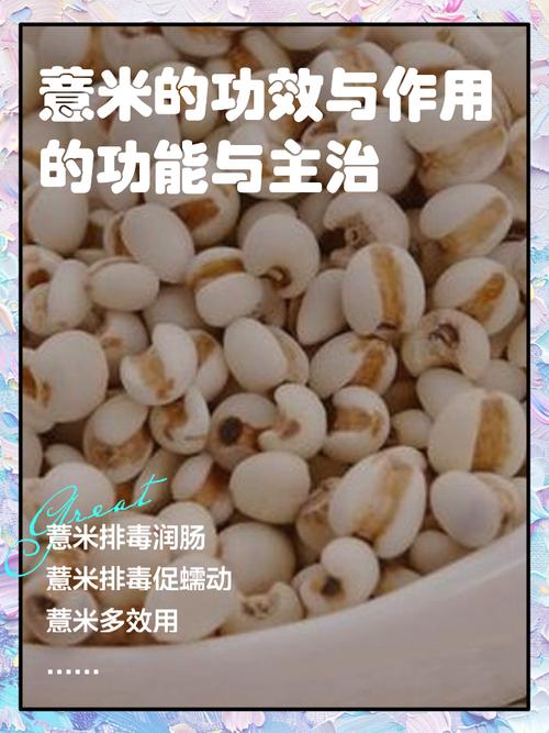 薏米有什么功效和作用