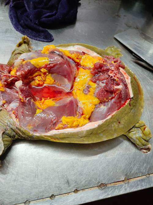 野生甲鱼吃什么食物