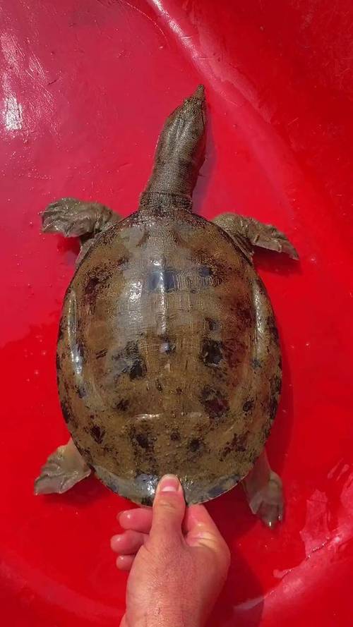 野生甲鱼吃什么食物