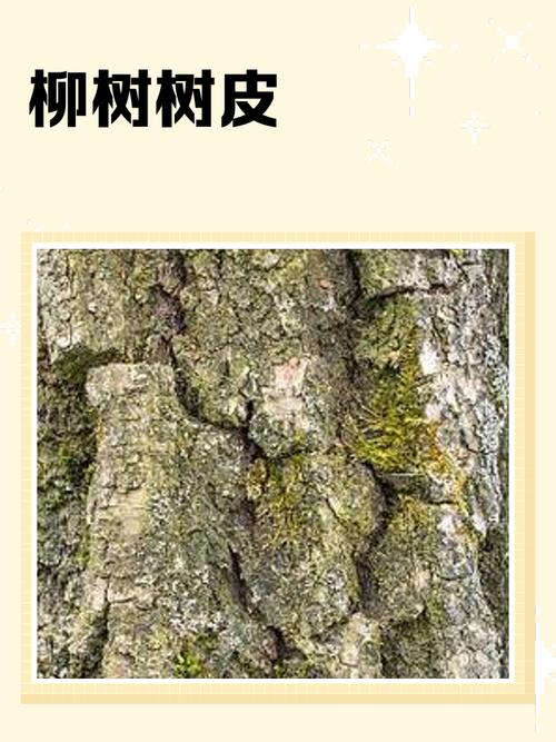 皮垂是什么