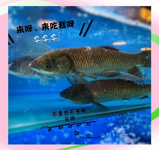 什么鱼适合减肥