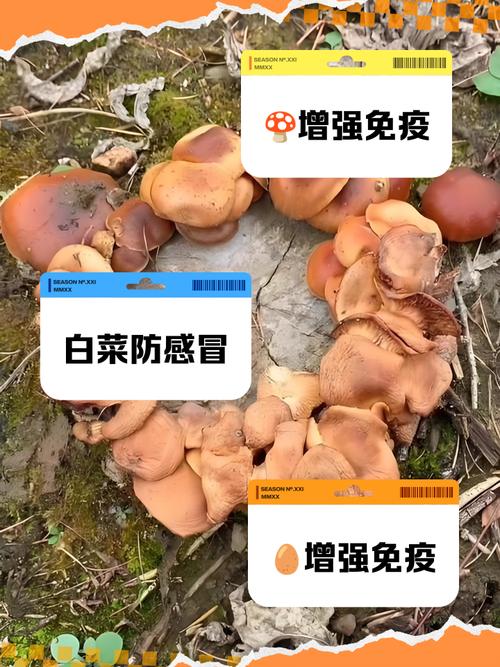 吃什么食物增强抵抗力