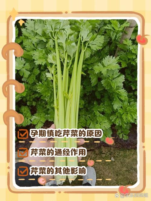 为什么芹菜减肥
