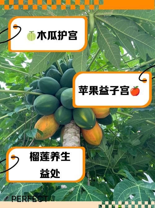 什么水果对子宫好