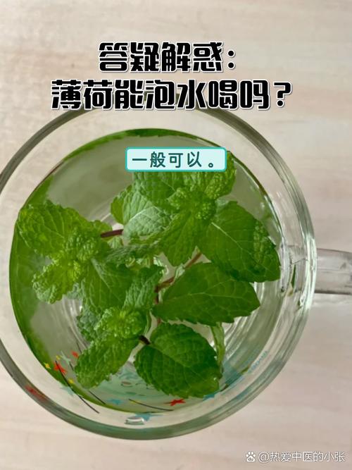 薄荷和什么泡水喝减肥