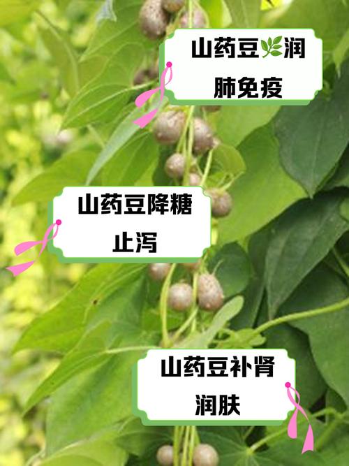 吃山药豆有什么好处