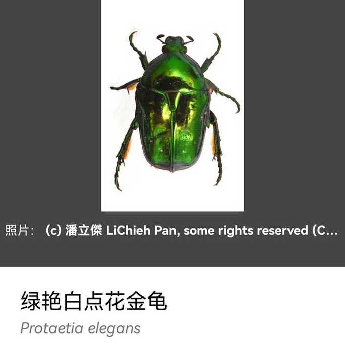 绿甲是什么