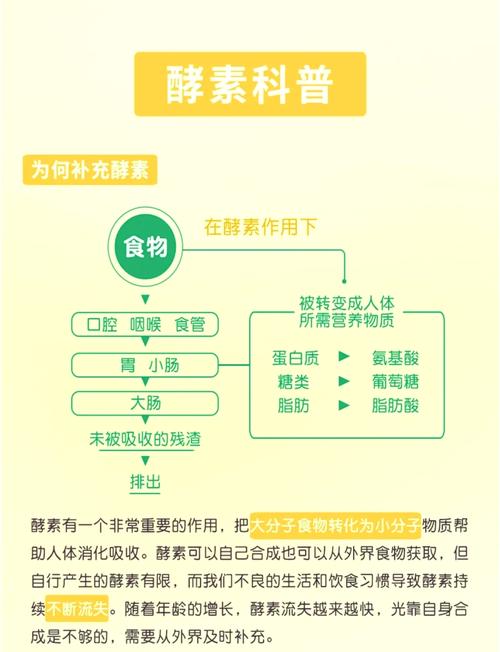 酵素减肥什么时候吃好