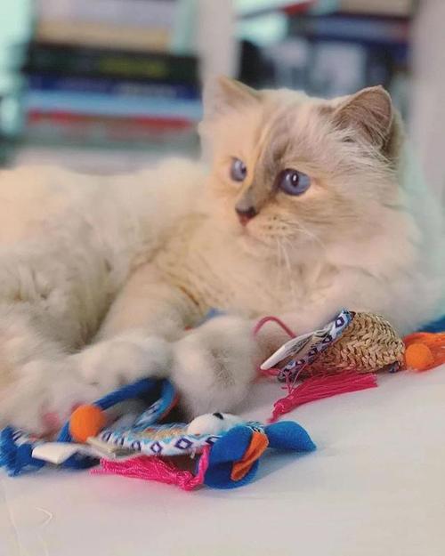 猫样年华面膜怎么样
