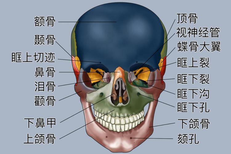 什么是额部