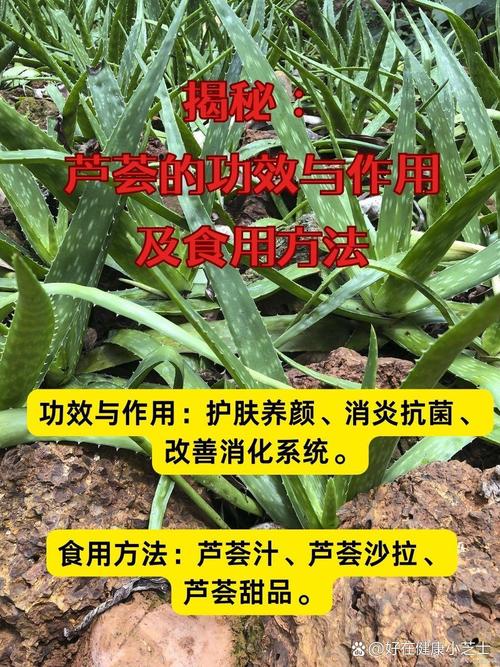 芦荟功效与作用是什么