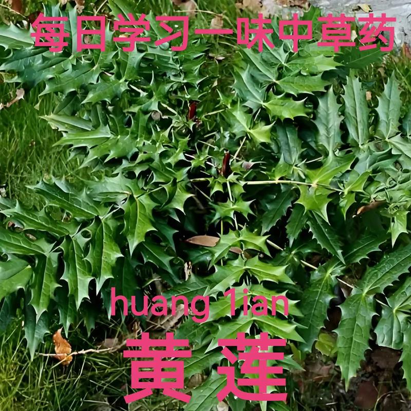 百年草是什么
