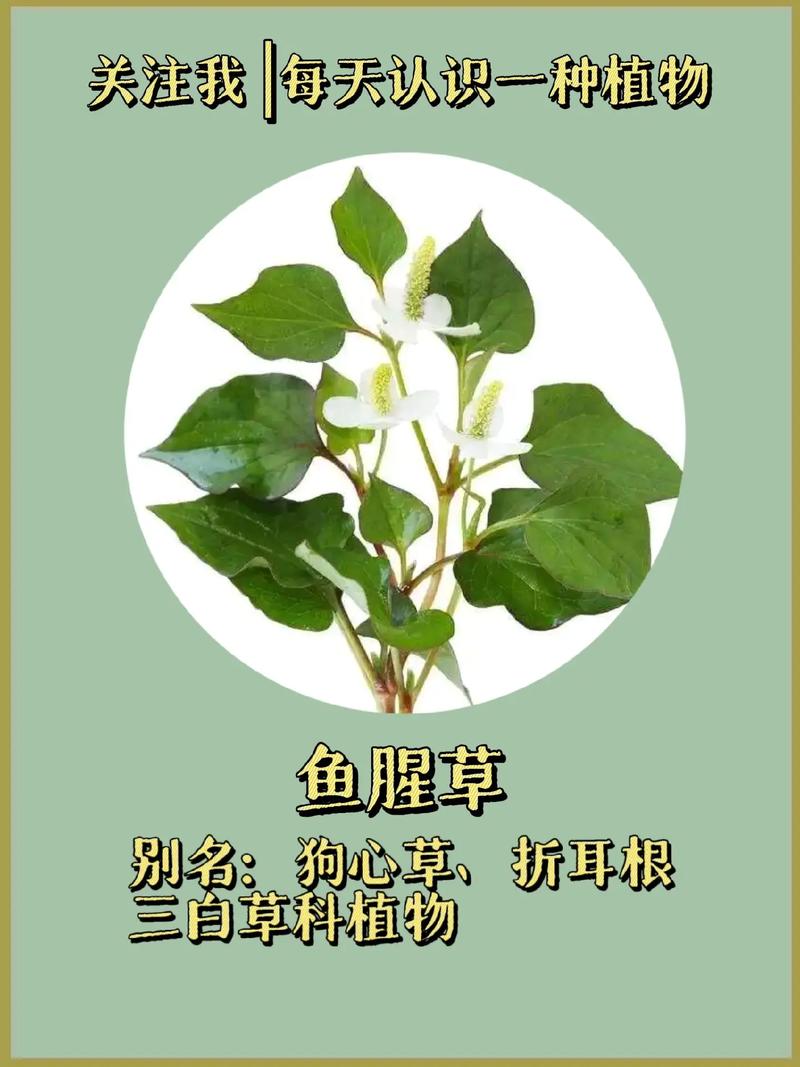 百年草是什么