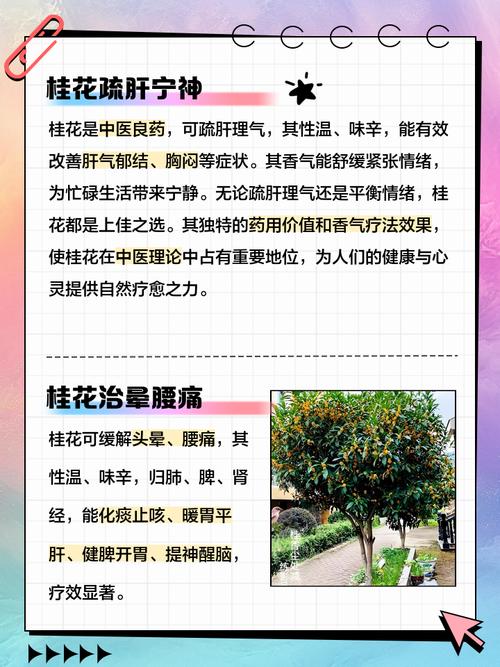 桂花有什么药用价值