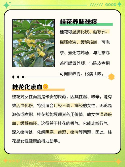 桂花有什么药用价值