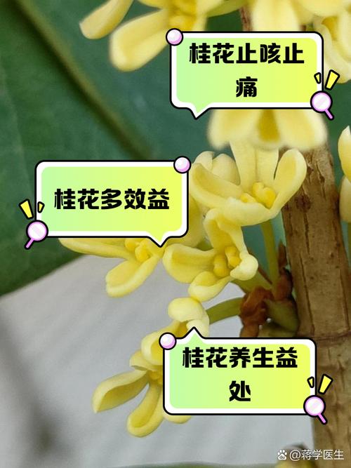 桂花有什么药用价值