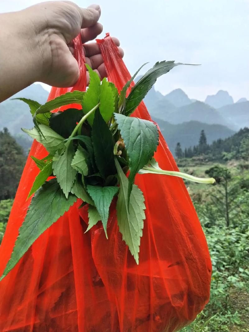什么草药减肥最快