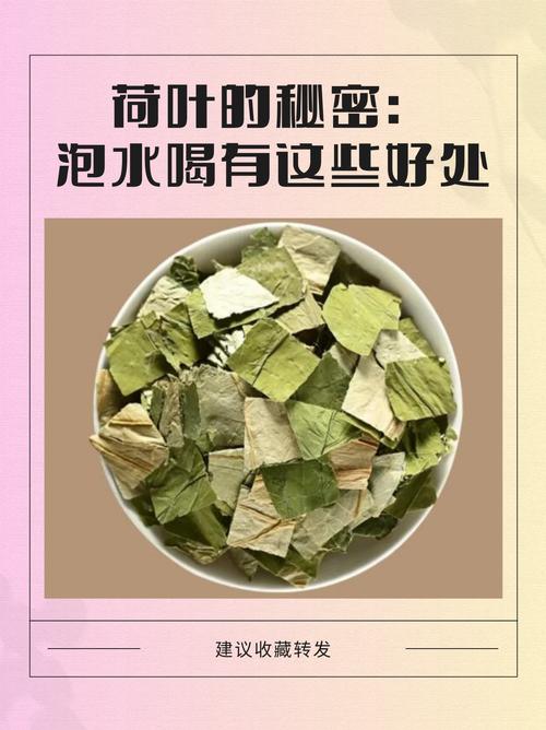 荷叶和什么泡茶减肥吗
