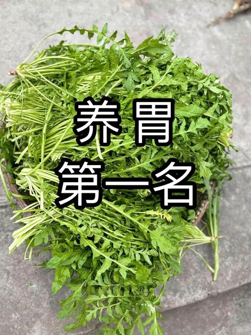 胃不好吃什么菜养胃