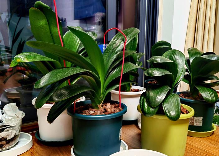 种什么植物可以减肥