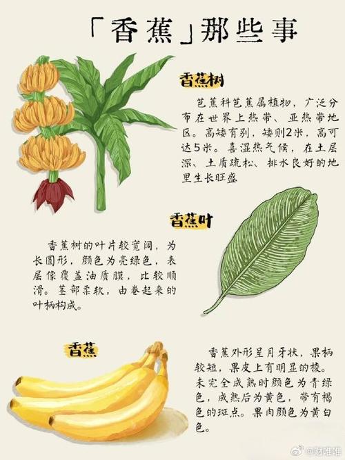 种什么植物可以减肥