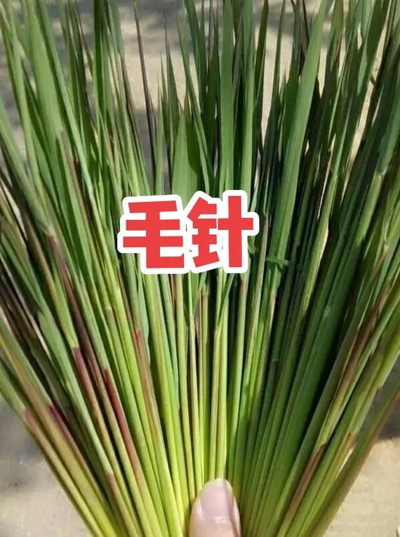 毛针是什么